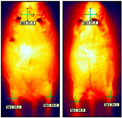 Heat Image 4 Months After Injection
