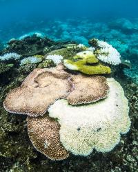Coral