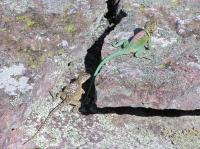 Male and Female Colllared Lizard