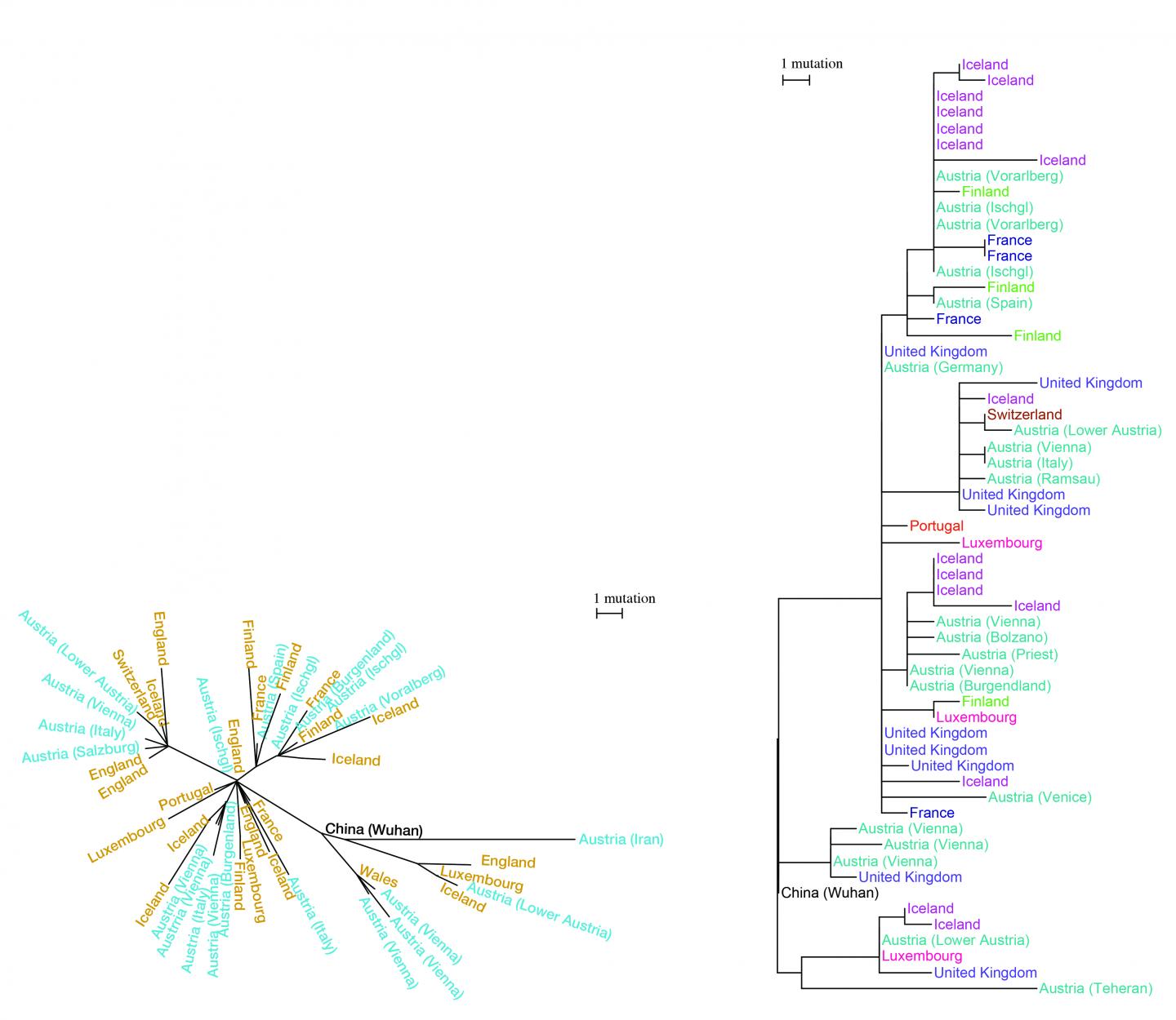 Phylogenetic Tree
