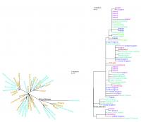 Phylogenetic Tree
