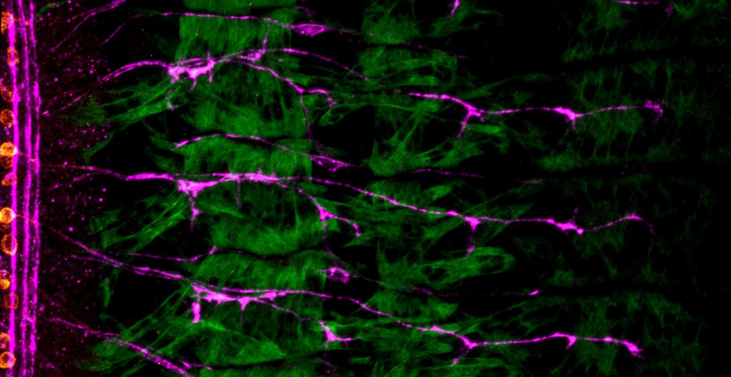 <i>Drosophila</i> Motor Nerves Connecting to Their Target Muscles