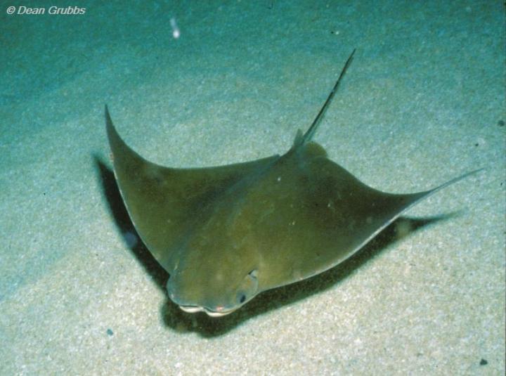 Cownose Rays