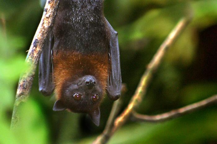 Stopping Nipah Before it Spreads