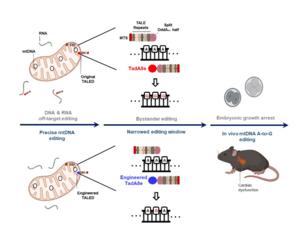 Graphical abstract
