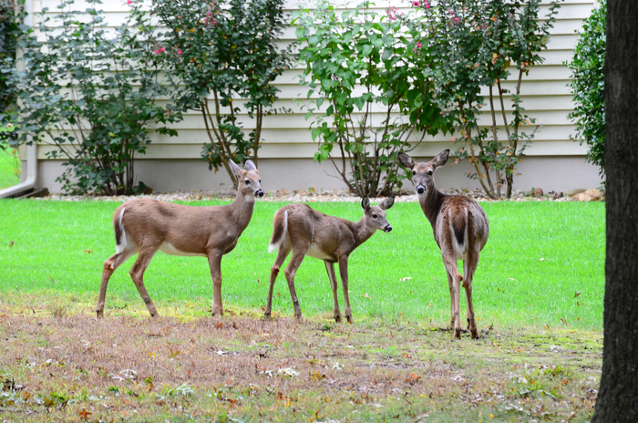 White-tailed deer
