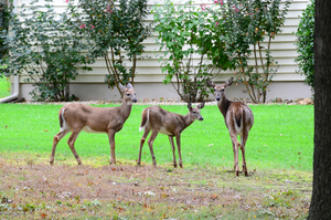 White-tailed deer