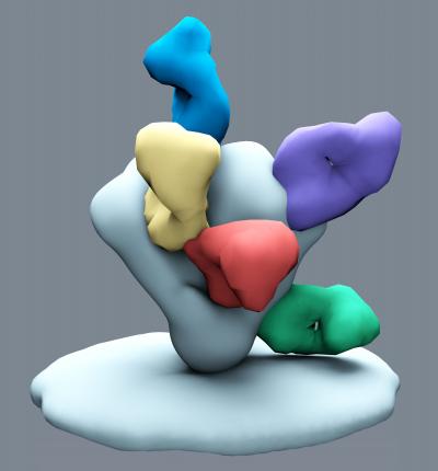 HIV-1 Envelope Glycoprotein Trimer with Antibodies
