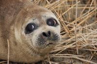 Caspian seal2