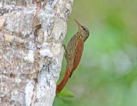 Streak-headed Woodcreeper