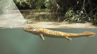 Tiktaalik
