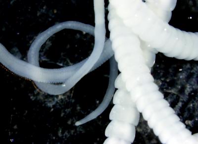 <i>Hymenolepsis diminuta</i>, Rat Tapeworm