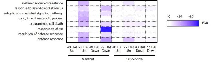 Figure 3 Categorization of differentially expressed genes by white rust inoculation.