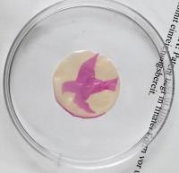 Irradiated Membrane