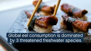 A short video: integrating genetic and trade analyses to assess global eel exploitation in fisheries