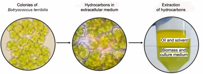 Microalgae for biofuel production