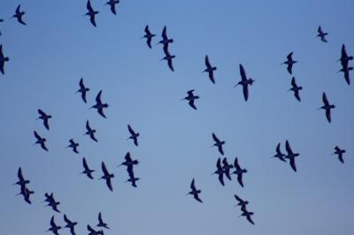How Birds See North and South