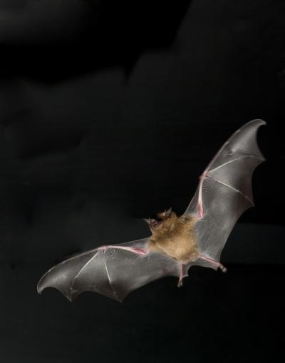 Flying Bats Take Cue From Bugs (1 of 4)