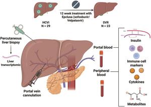 Association of Changes in Portal Insulin with Immunometabolism During and After Hepatitis C Virus Infection
