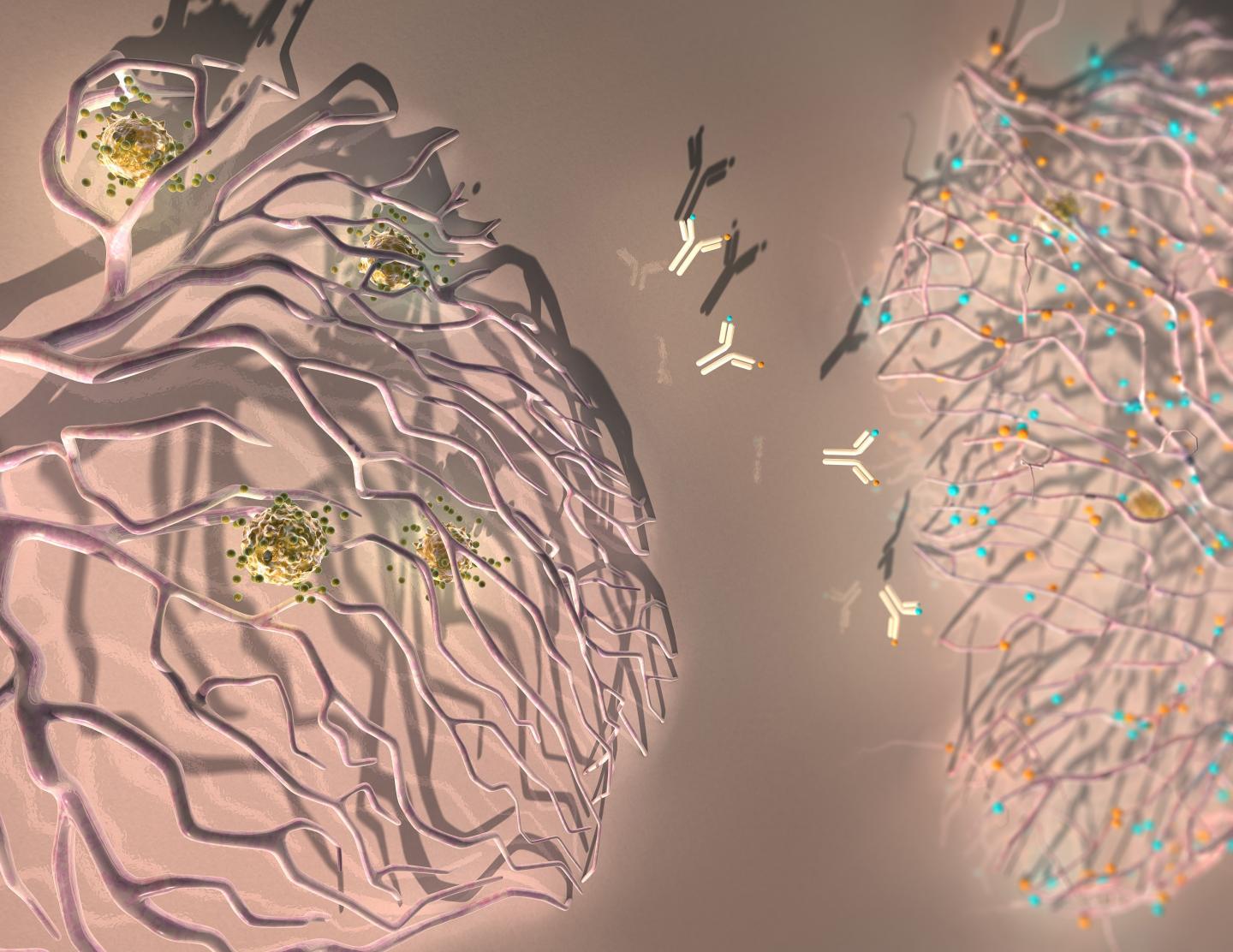 Antibody 