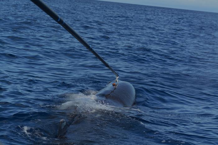 Suction cup on sperm whale