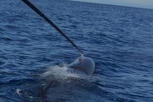 Suction cup on sperm whale