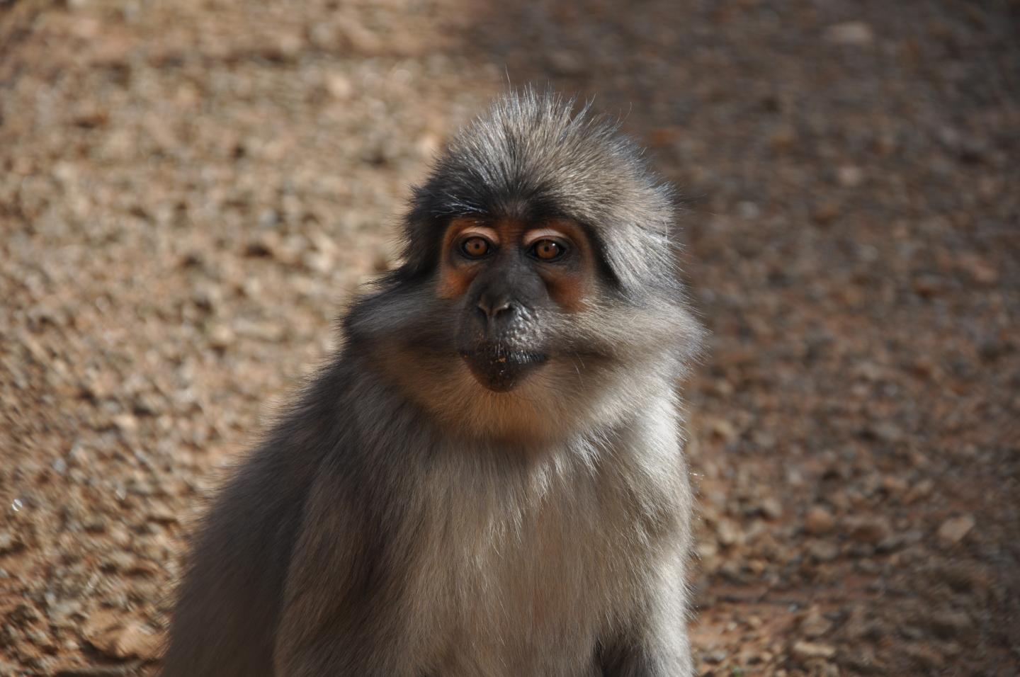 Sooty Mangabey