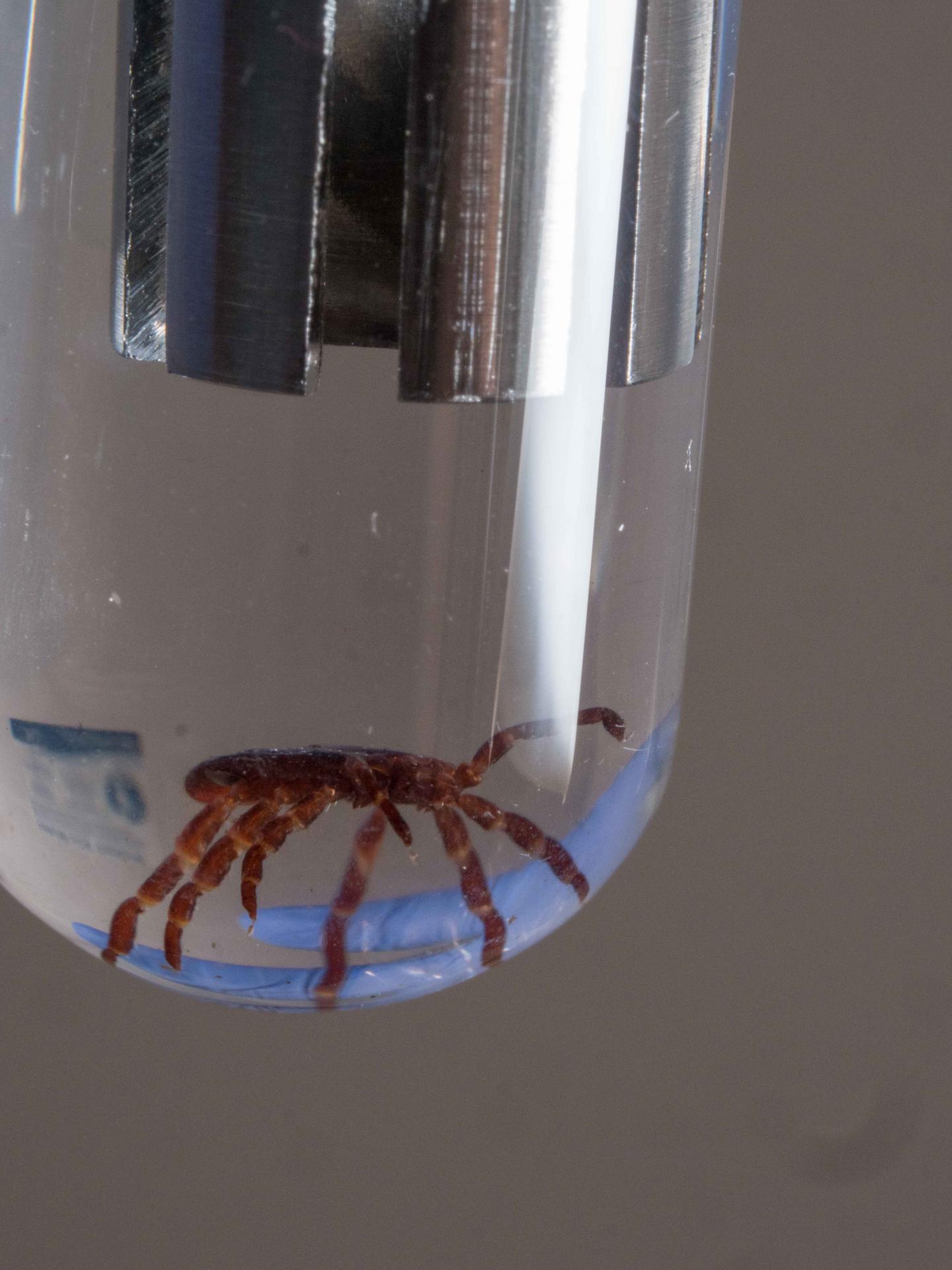 Tick (3 of 3)