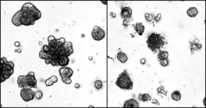Organoids Untreated and Treated Graphic