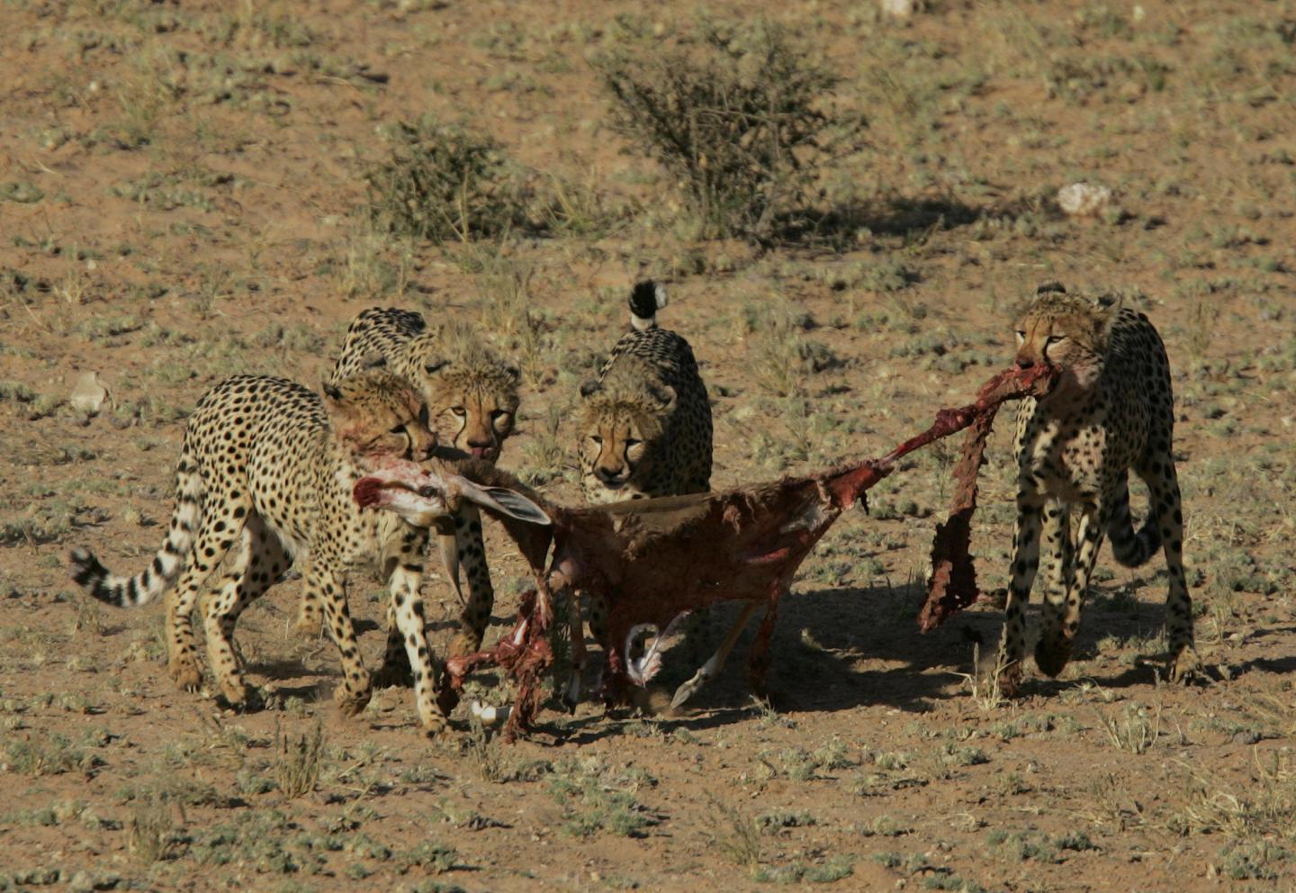 Cheetahs and Pumas Strike a Balance to Hunt (6 of 18)