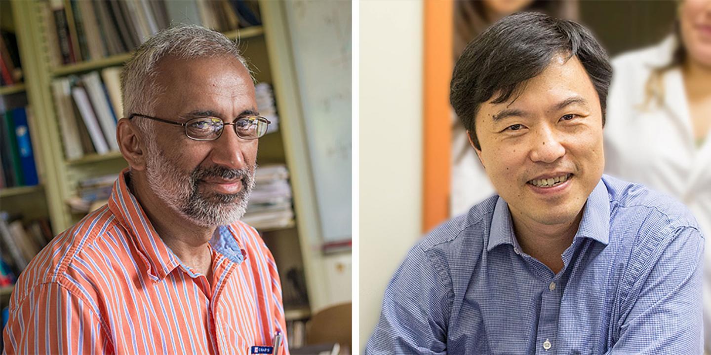 Researchers Unlock The Biomechanics Of How The Ebola Virus Attaches To Its Host Cell
