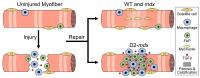 The Fate of Injured Myofibers in Healthy or Dystrophic Muscle