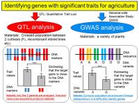 Two Main Methods for Gene Identification: QTL Analysis and Genome-wide Association Study (GWAS)