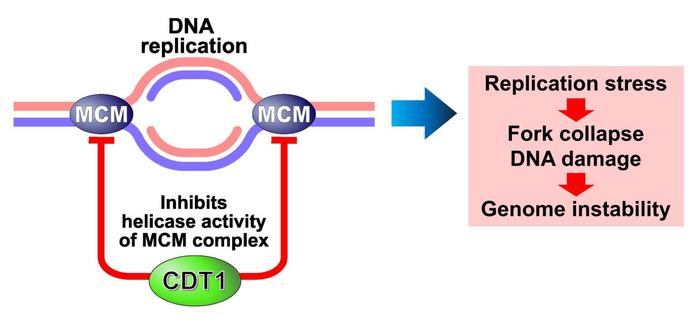 Inhibition of MCM helicase activity by CDT1