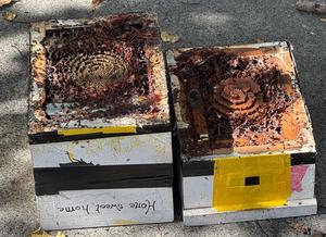 Native bee hives