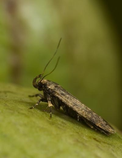 Pink Bollworm Moth