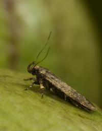 Pink Bollworm Moth