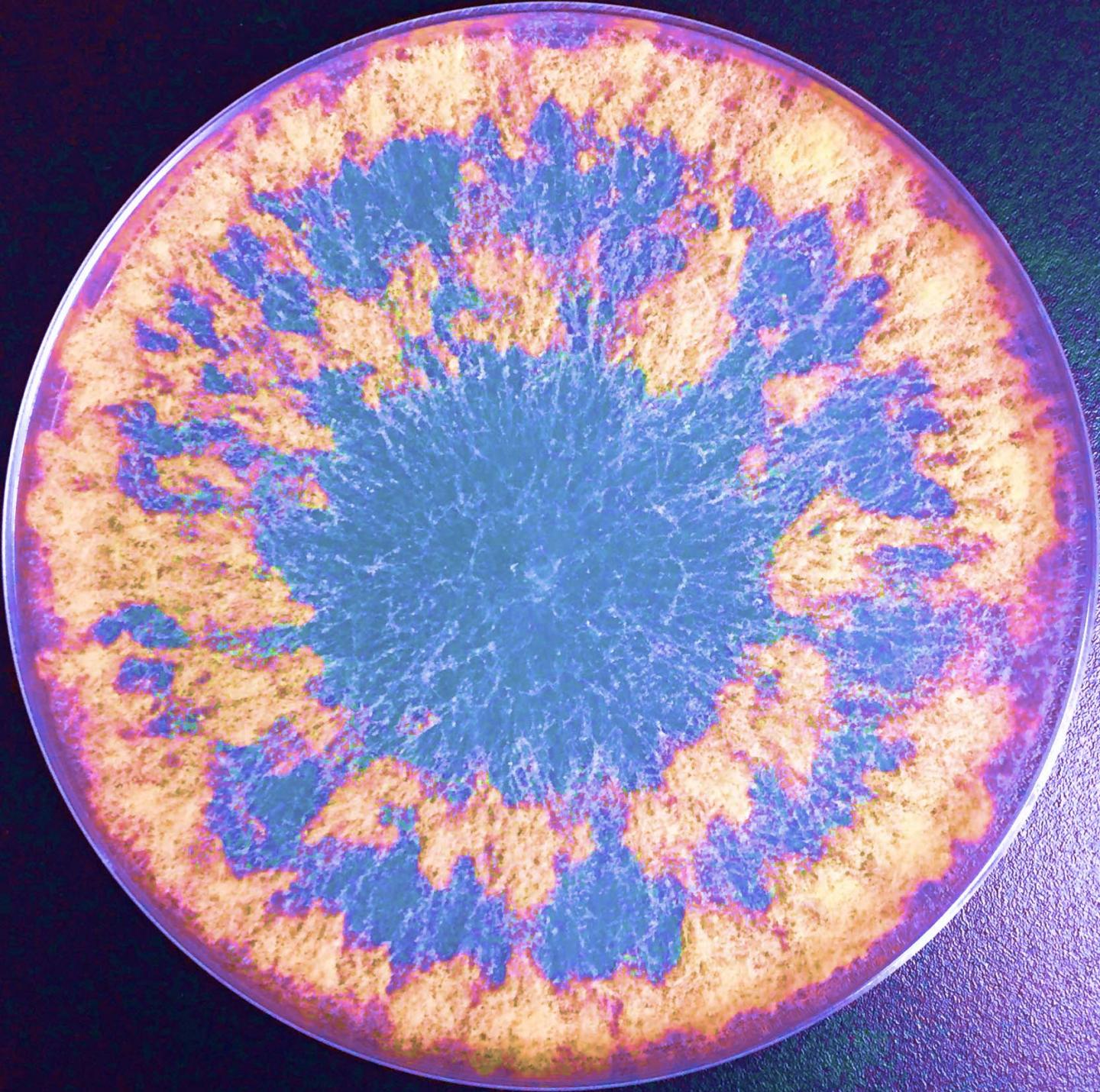 Neurospera