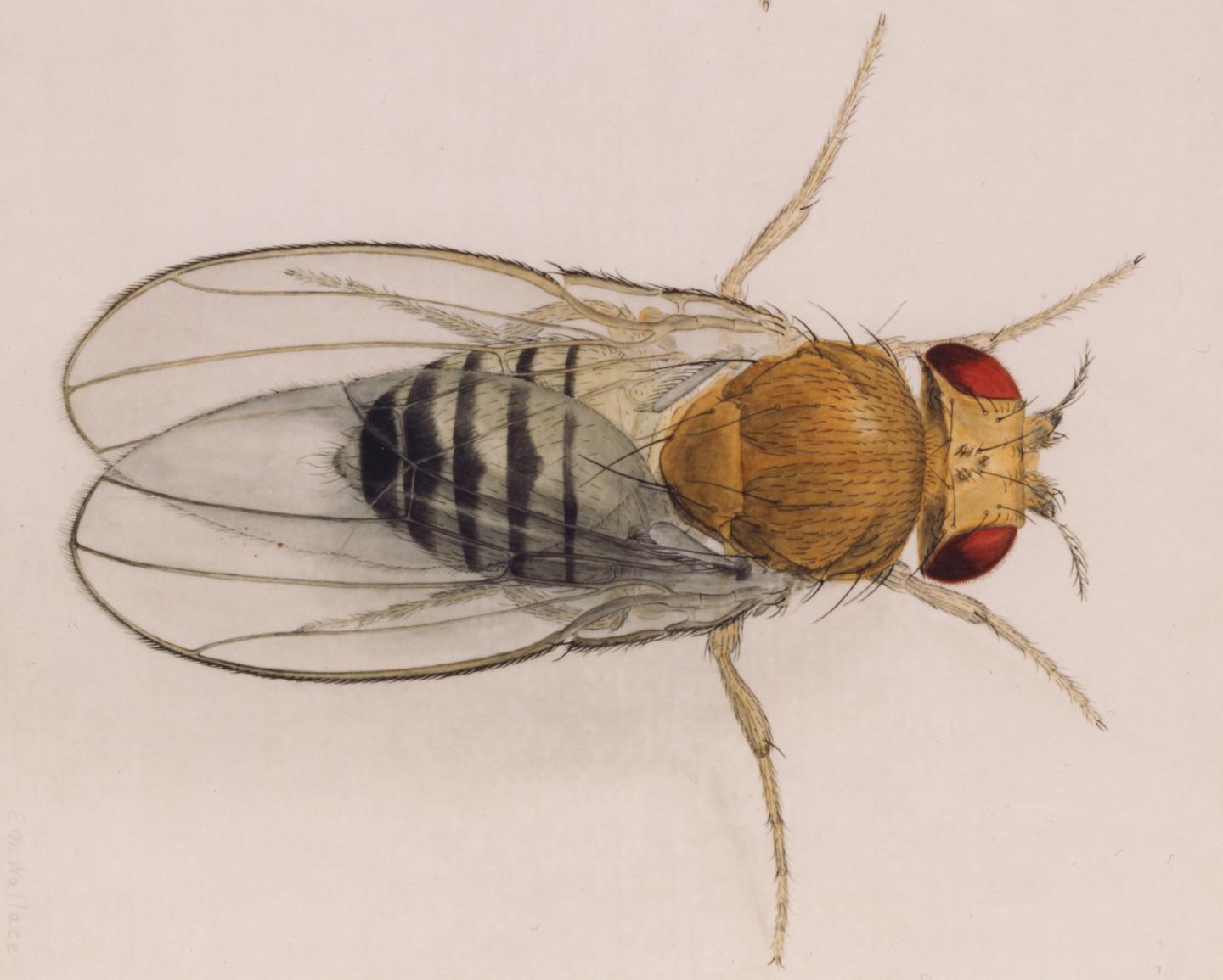 <i>Drosophila</i>