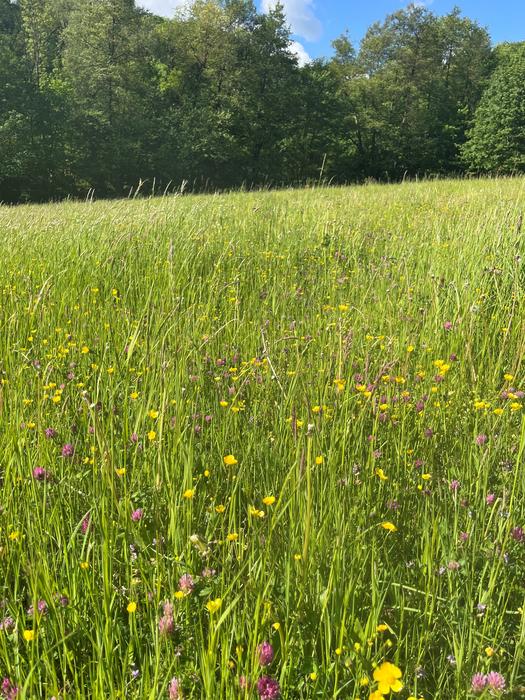 Species-rich pastureland, including meadow clover and buttercups