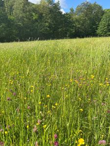 Species-rich pastureland, including meadow clover and buttercups