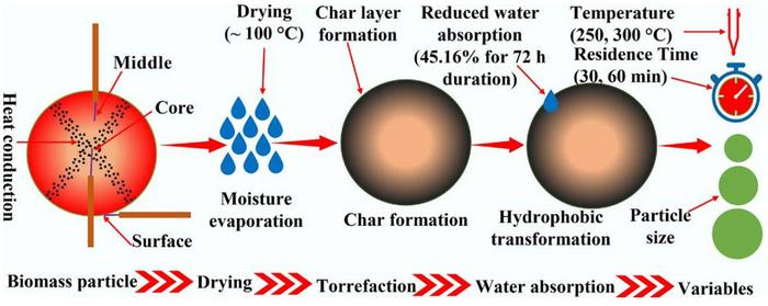 Particle geometry guides more efficient biomass torrefaction | EurekAlert!