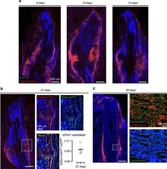 Dormant progenitor cells migrate to fractures and become bone-forming cells