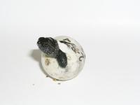 Snapping Turtle Hatchling