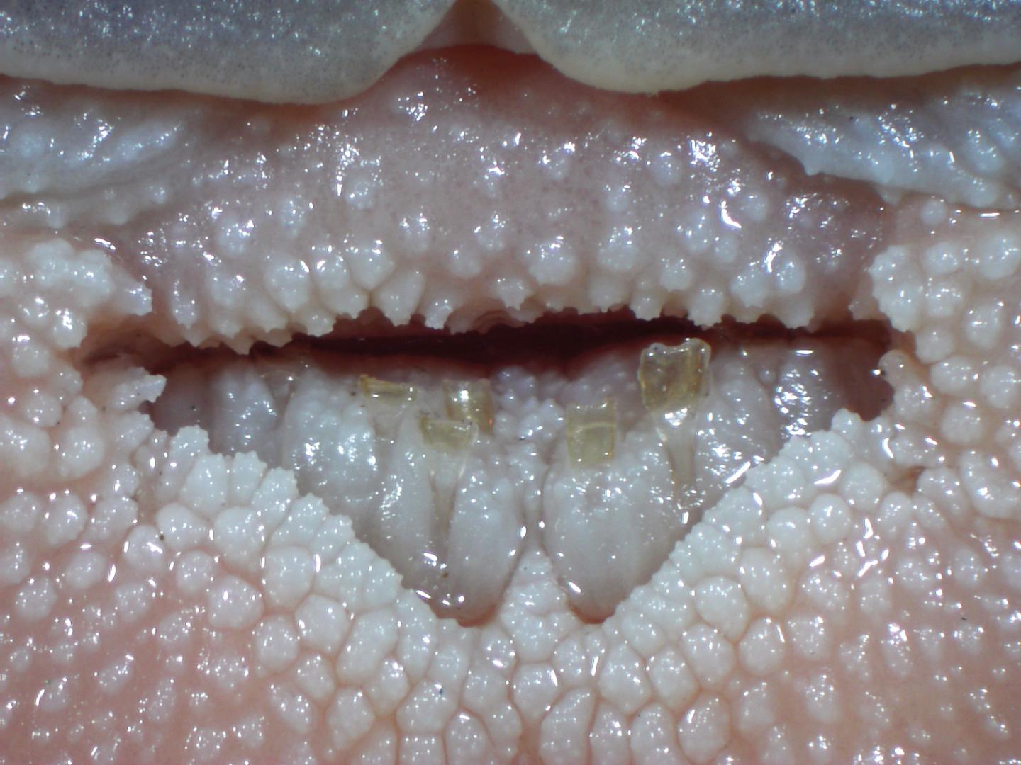 Tooth Band of the New Catfish Species