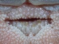 Tooth Band of the New Catfish Species