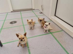 Big and small dogs both impact indoor air quality, just differently