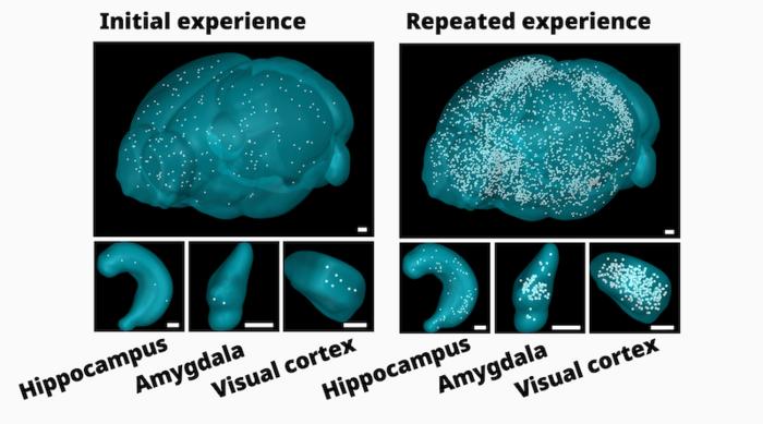FOS positive astrocytes increase only during recall