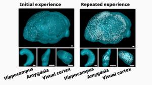 FOS positive astrocytes increase only during recall