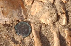 Imperial Guard button discovered during excavation